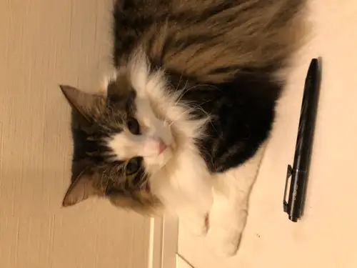 ついに探し求めていた物に出会った