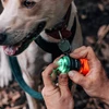 犬の首輪に取り付けられた緑色のライト。手でライトを調整する。