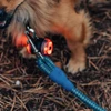 犬の首輪についた明るい赤いライトとリード、乾燥した葉と小枝の地面