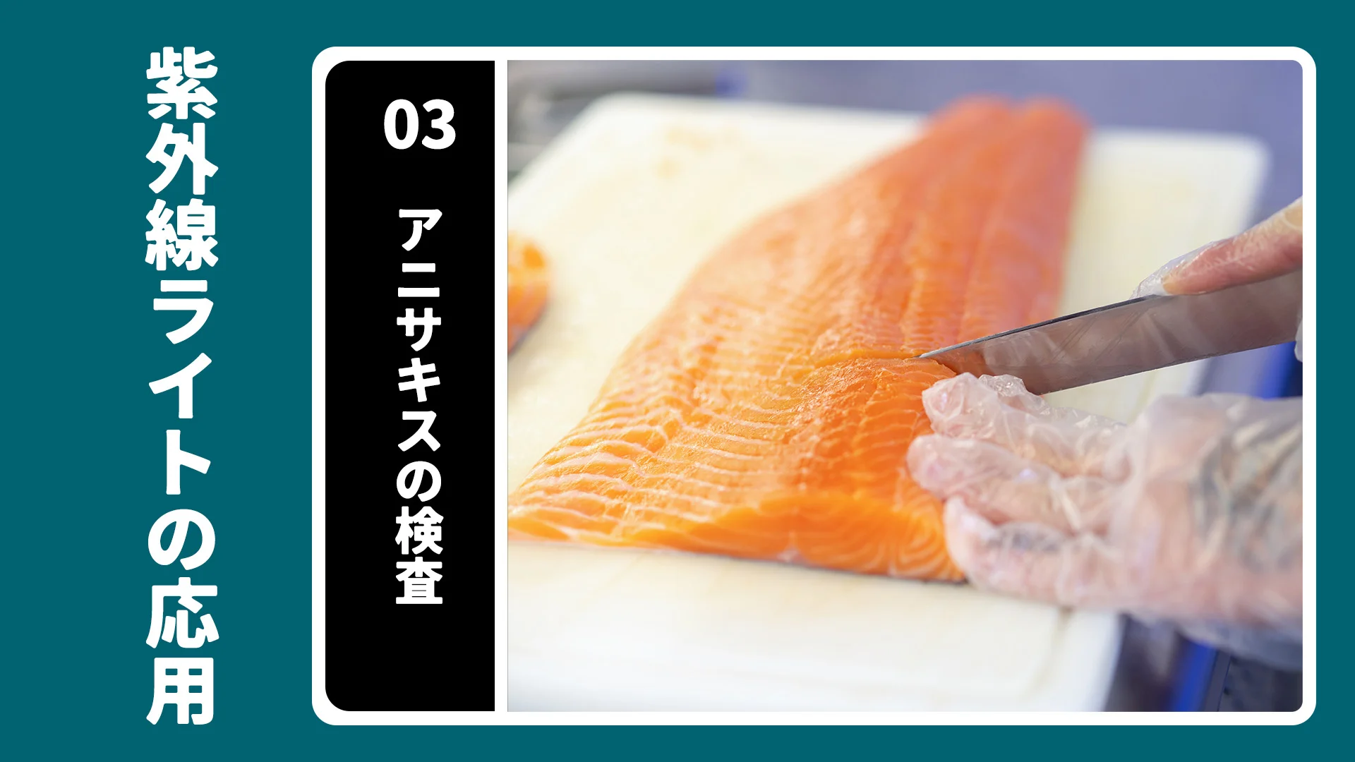 鮭の切り身を手袋をした手でナイフを使って検査中の様子。紫外線ライトでアニサキスを確認。