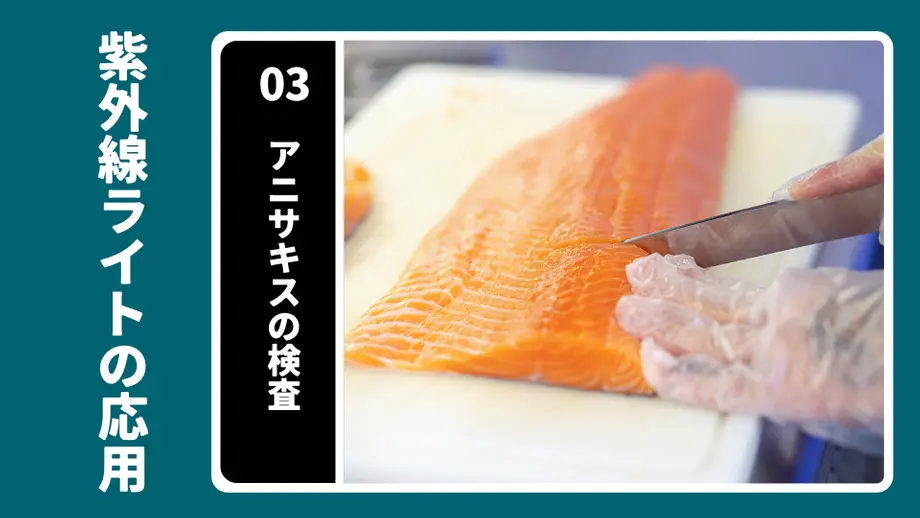 鮭の切り身を手袋をした手でナイフを使って検査中の様子。紫外線ライトでアニサキスを確認。